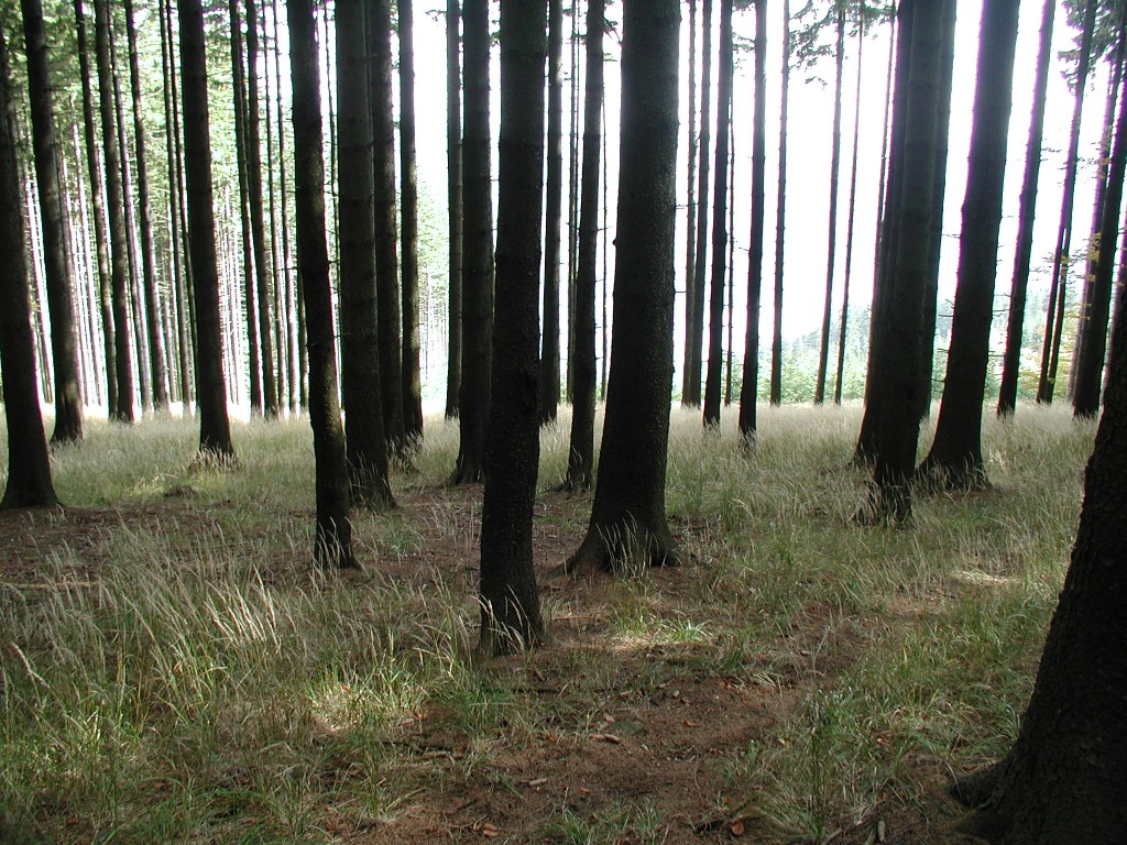 Trees on off grid land