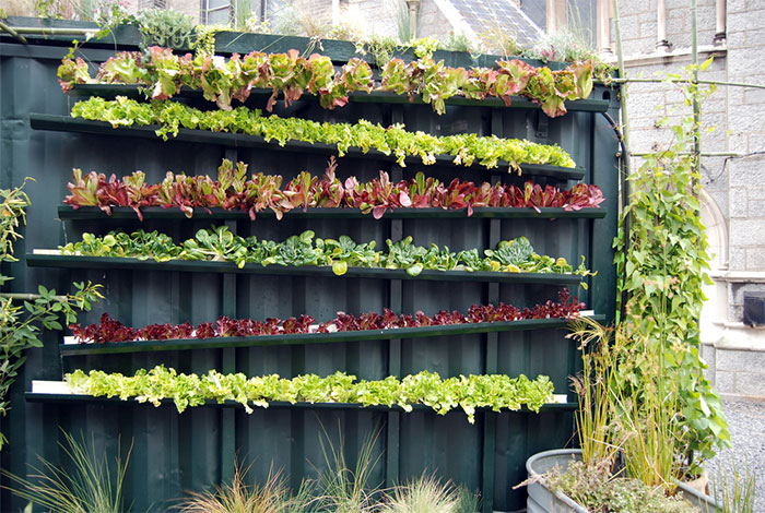 vertical-garden1