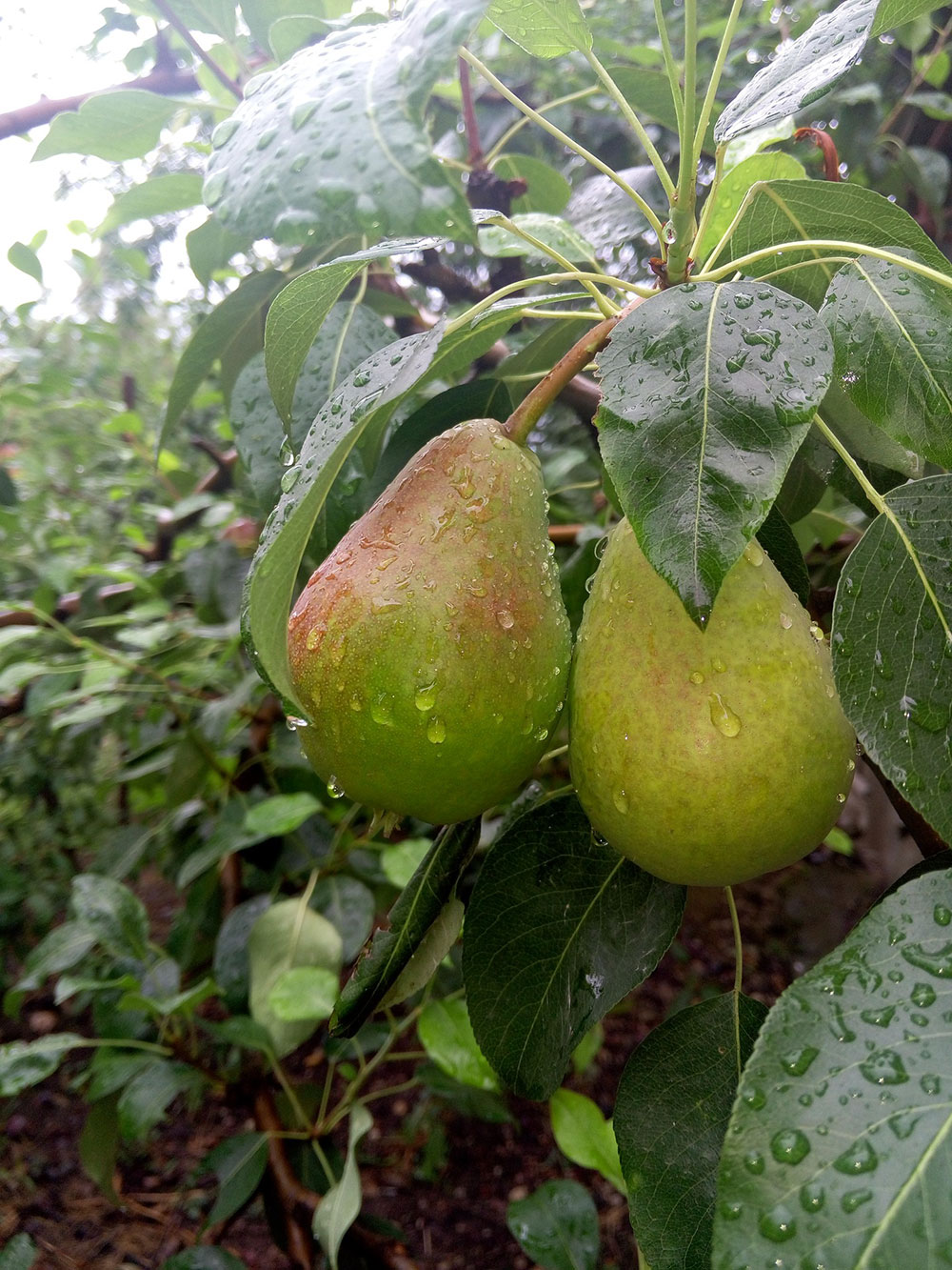 Weather stations for the garden