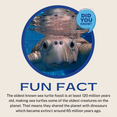 sea turtle fun fact