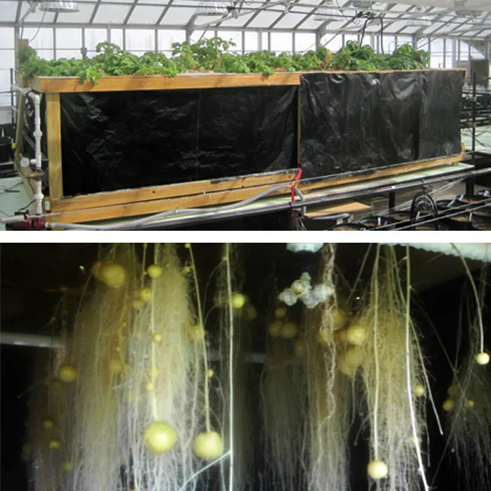 Growing aeroponic potatoes