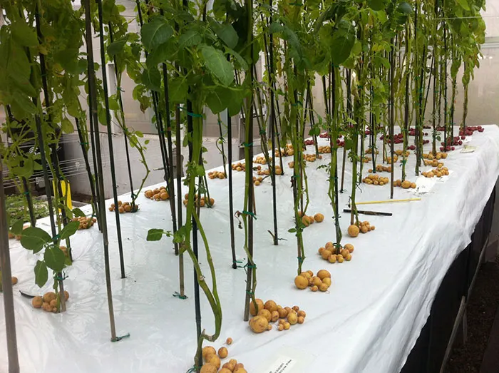 Aeroponic potatoes