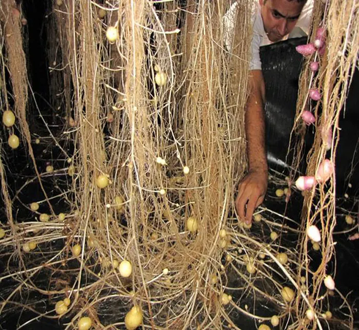 Aeroponic potatoes