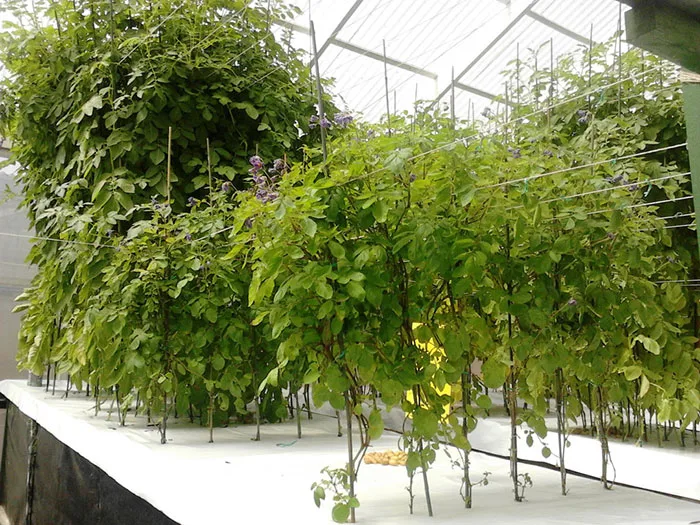 Aeroponic potatoes