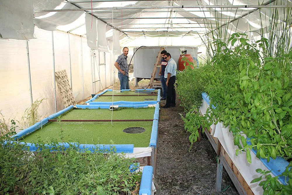 aquaponic greenhouse