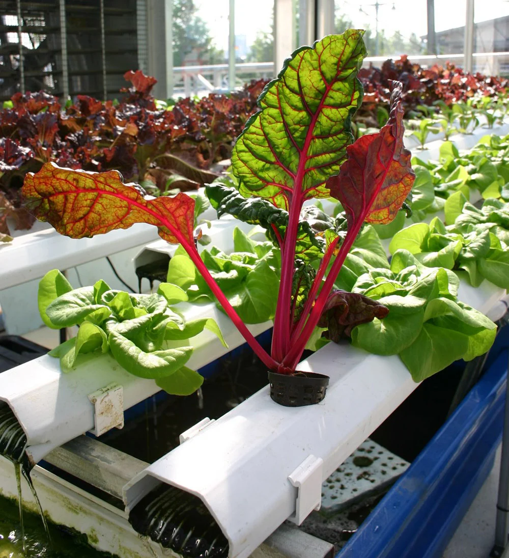 aquaponic growing