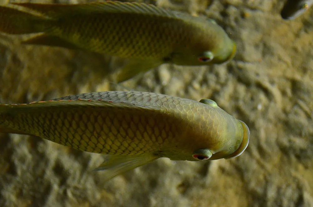 aquaponic fish