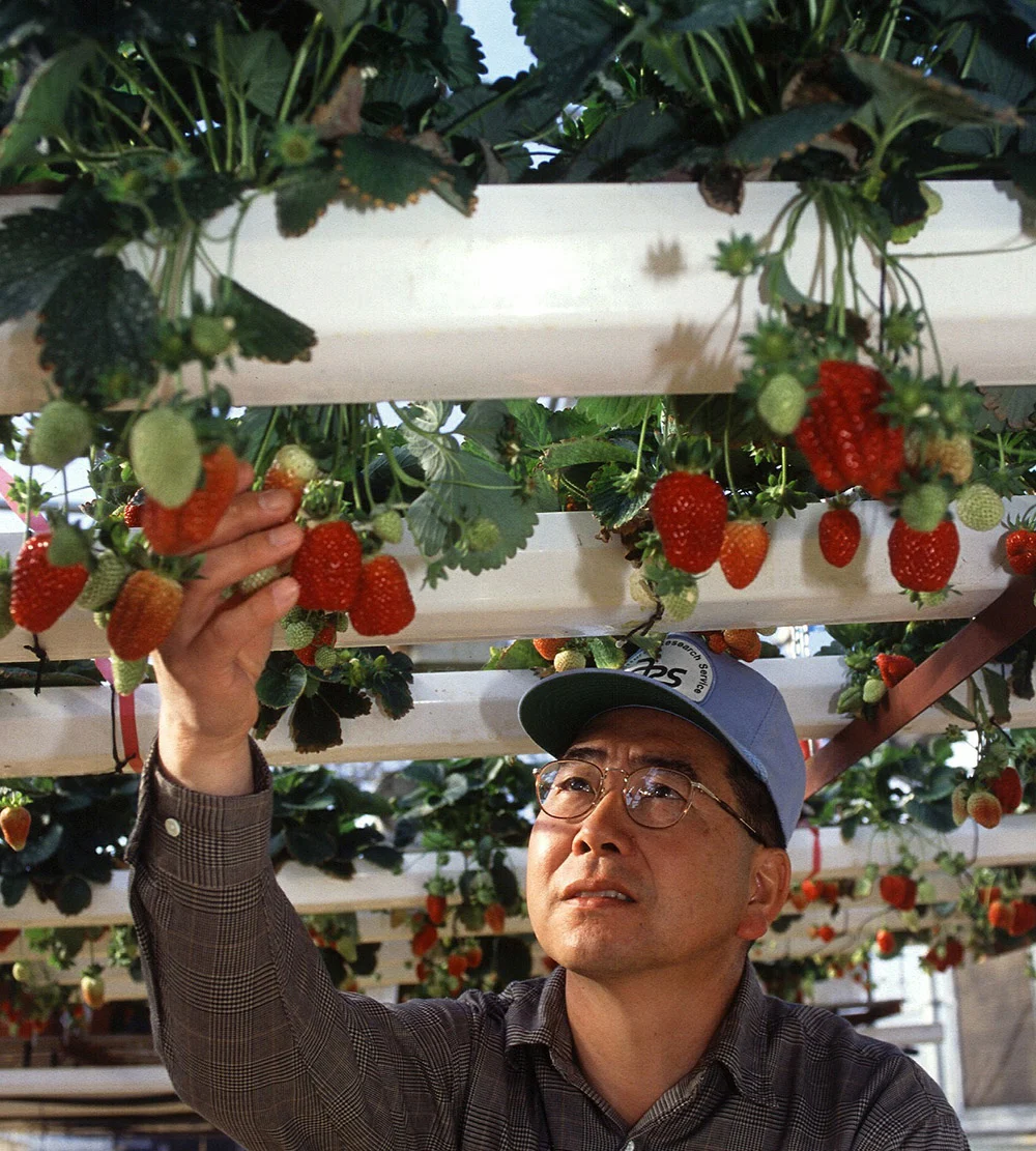 aquaponic strawberries