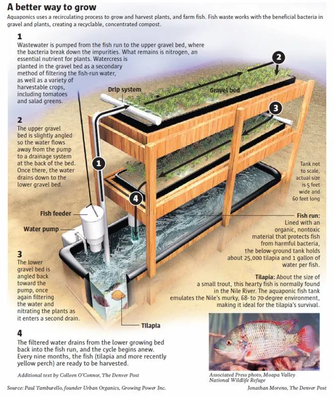 Aquaponics system