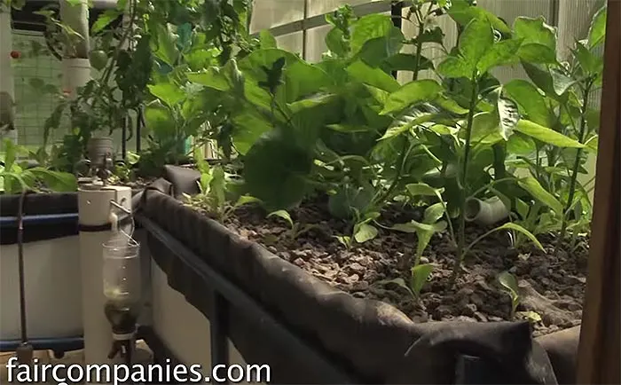 backyard aquaponics system