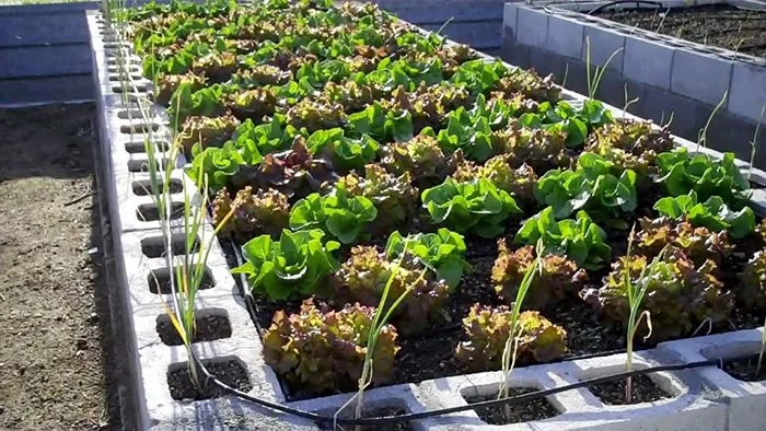 Cinder block raised garden