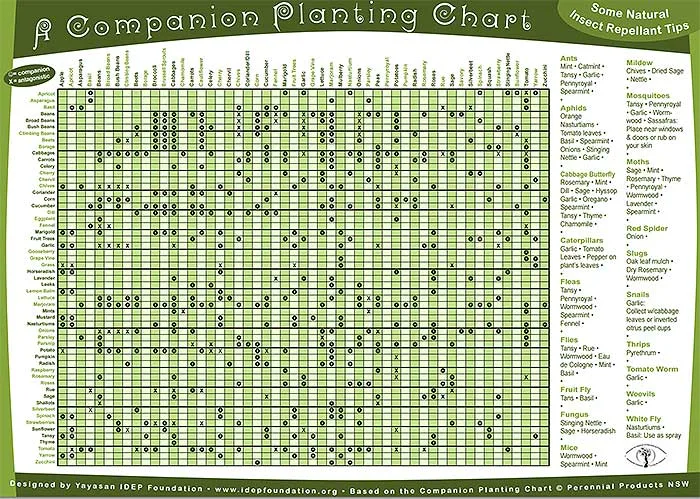companion planting chart permaculture design
