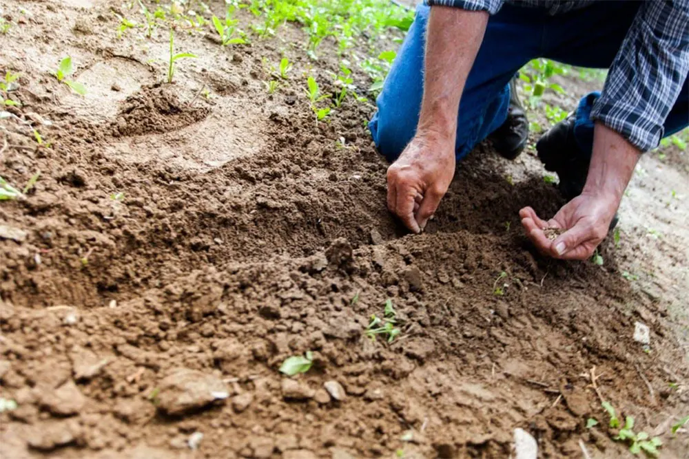 Companion planting benefits