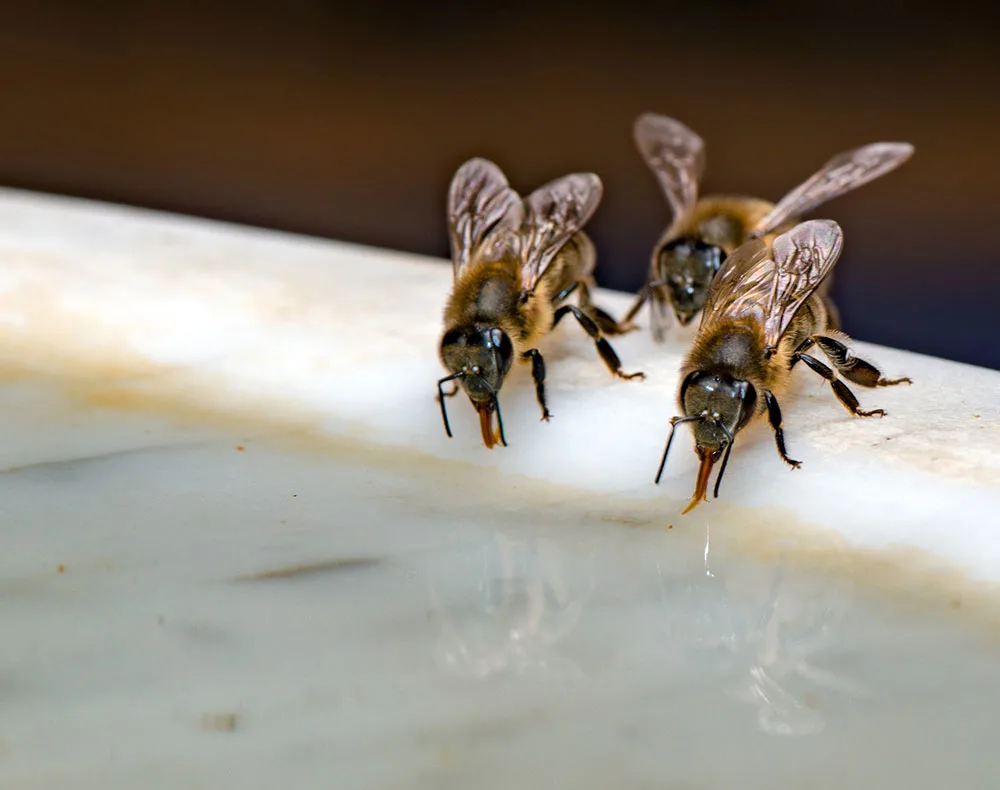 DIY bee watering station