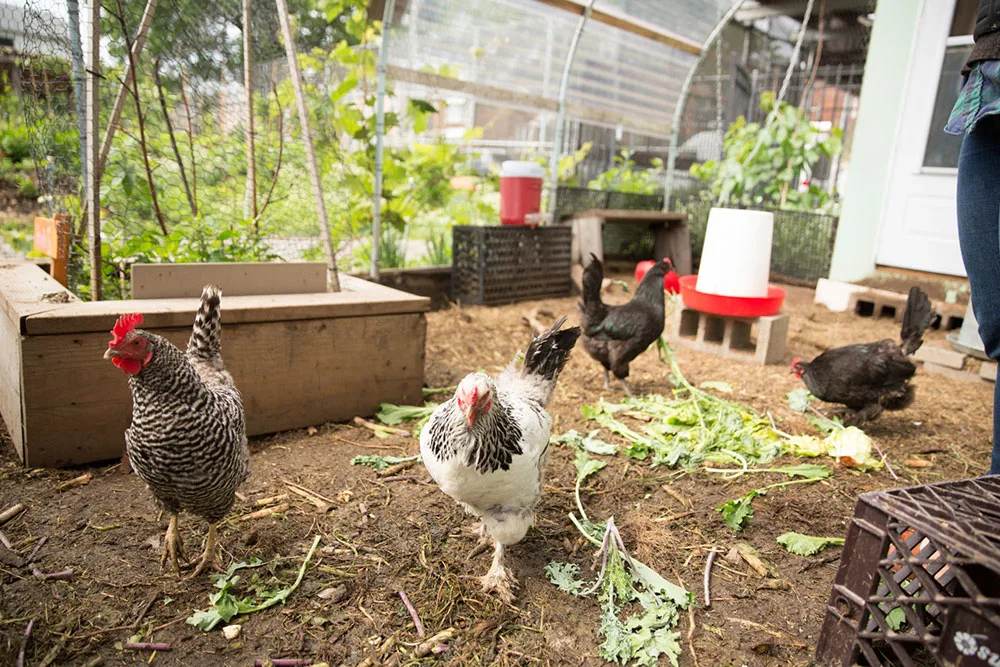 Chickens at Edible Schoolyard NYC