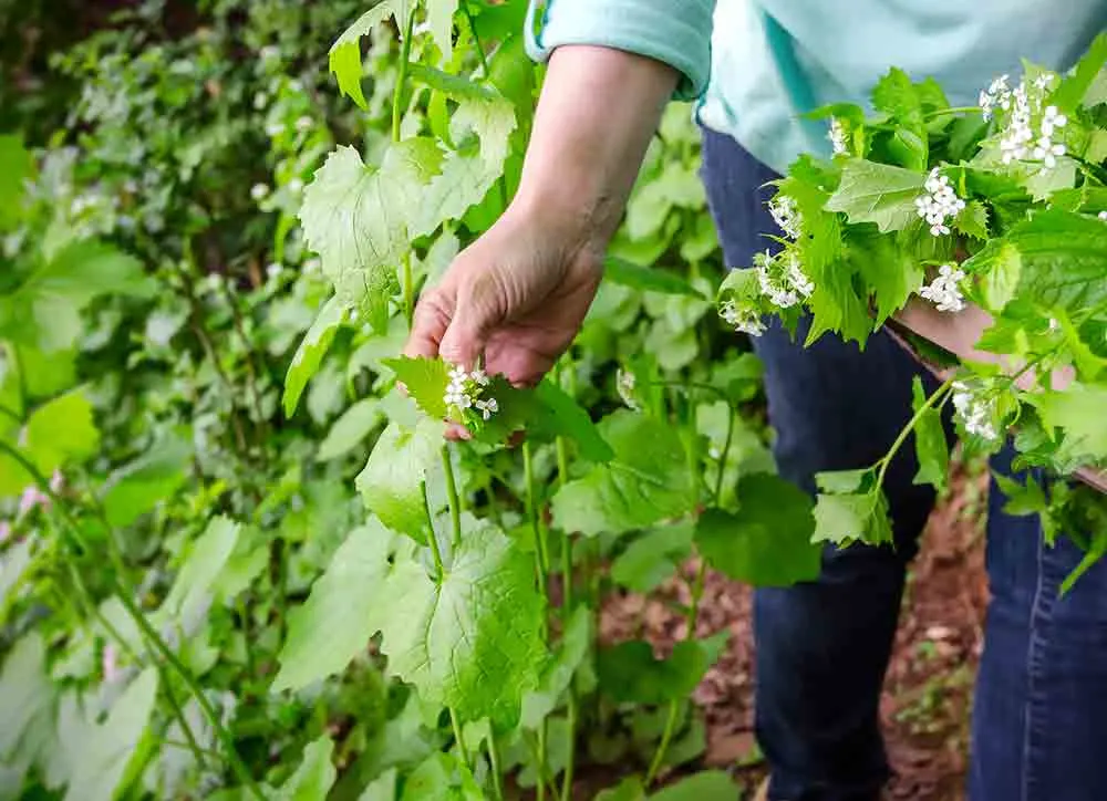 Foraging wild edibles