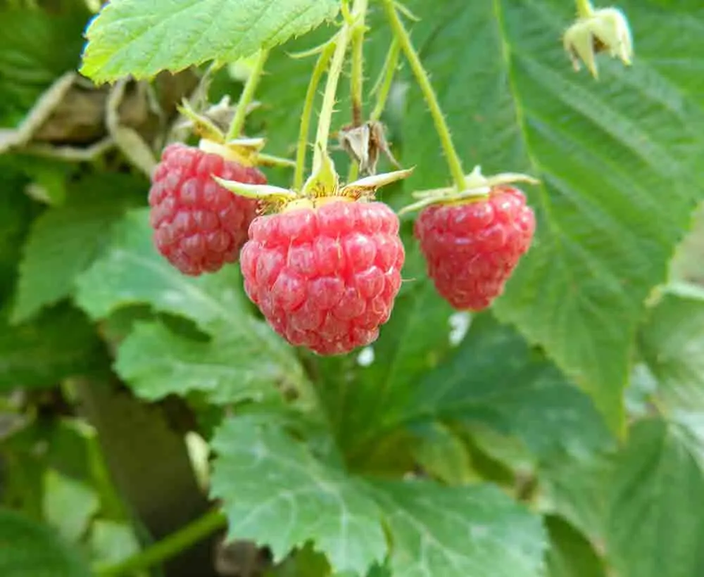 Foraging wild edibles