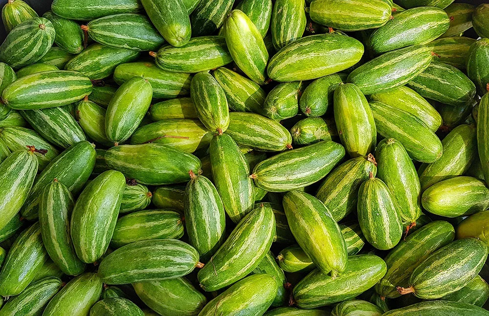 Growing cucumbers in pots