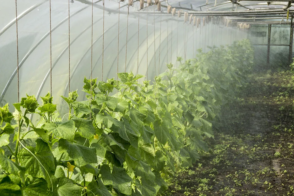 Growing cucumbers in pots