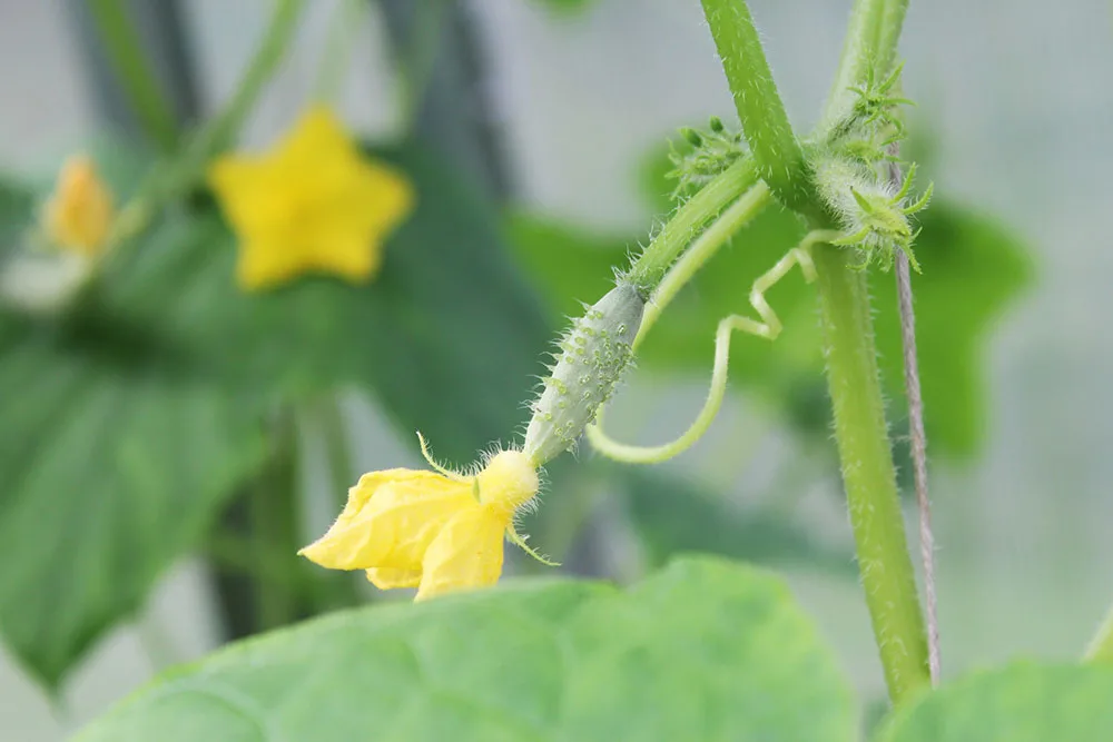 Growing cucumbers in pots