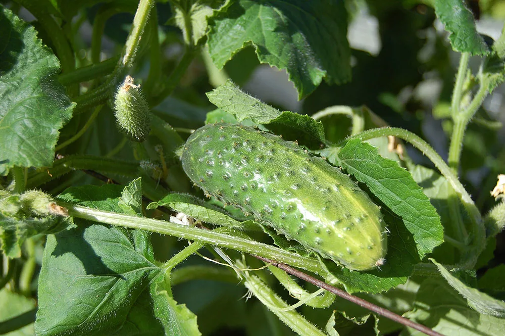 Growing cucumbers in pots