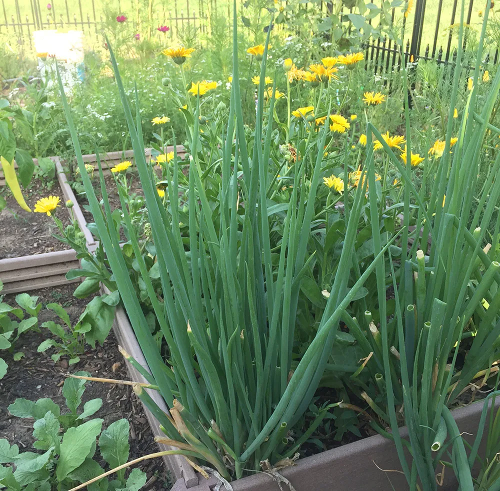 How to preserve green onions