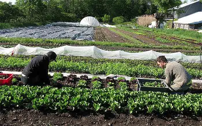 Small organic farm