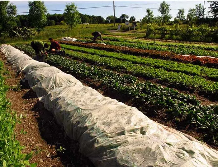 High-yield organic farming