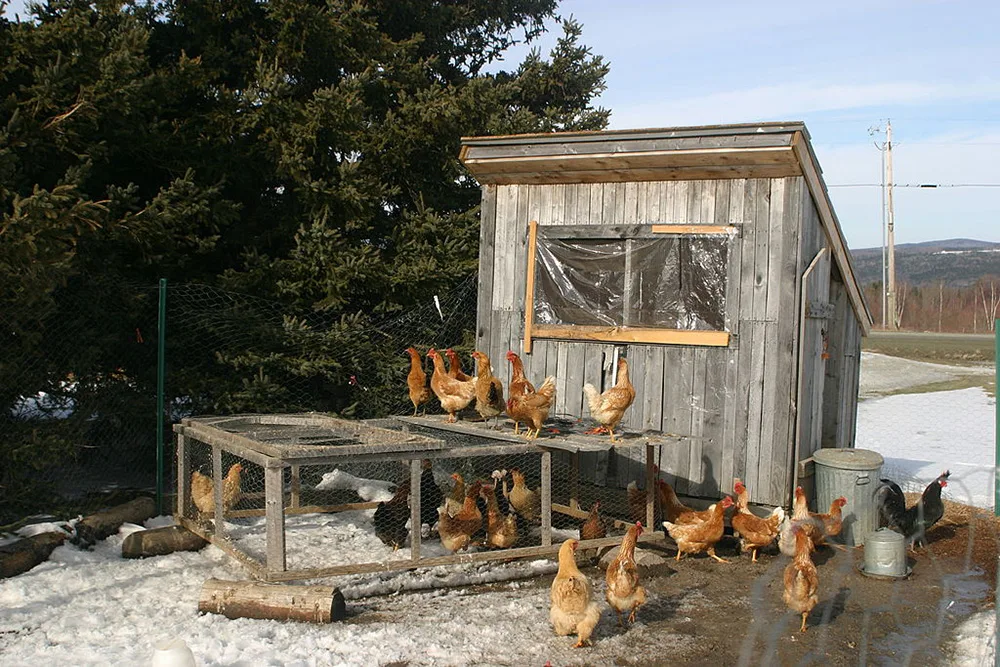 Off grid ways to keep chickens warm