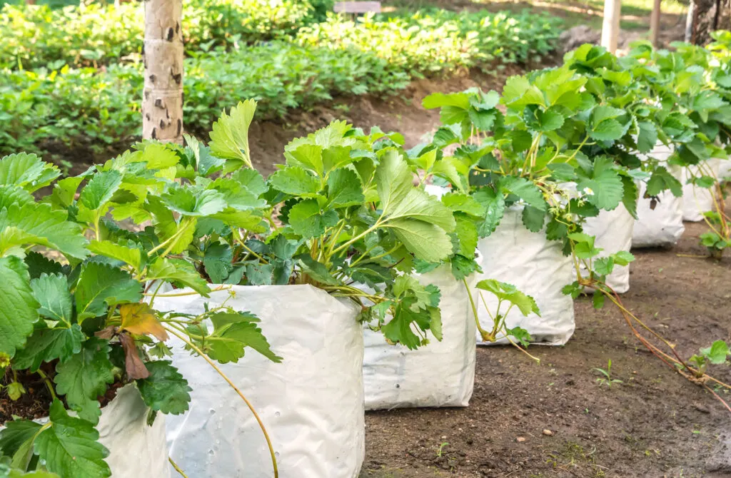 plastic bag planters