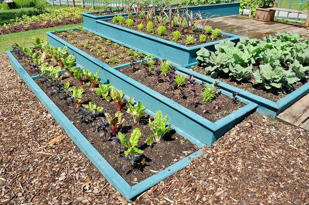 Growing in raised beds