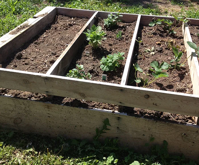 Build raised garden beds