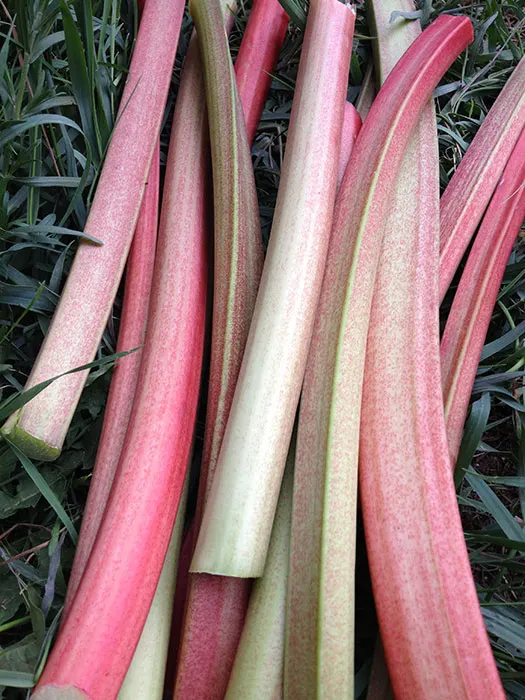 rhubarb2