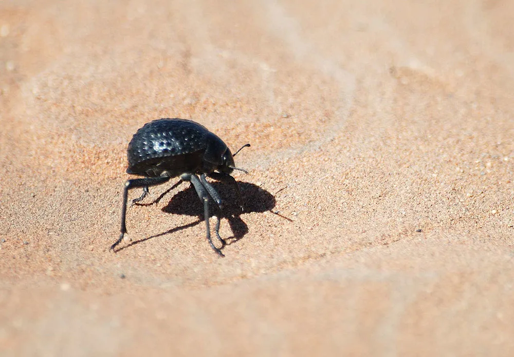 Stenocara beetle