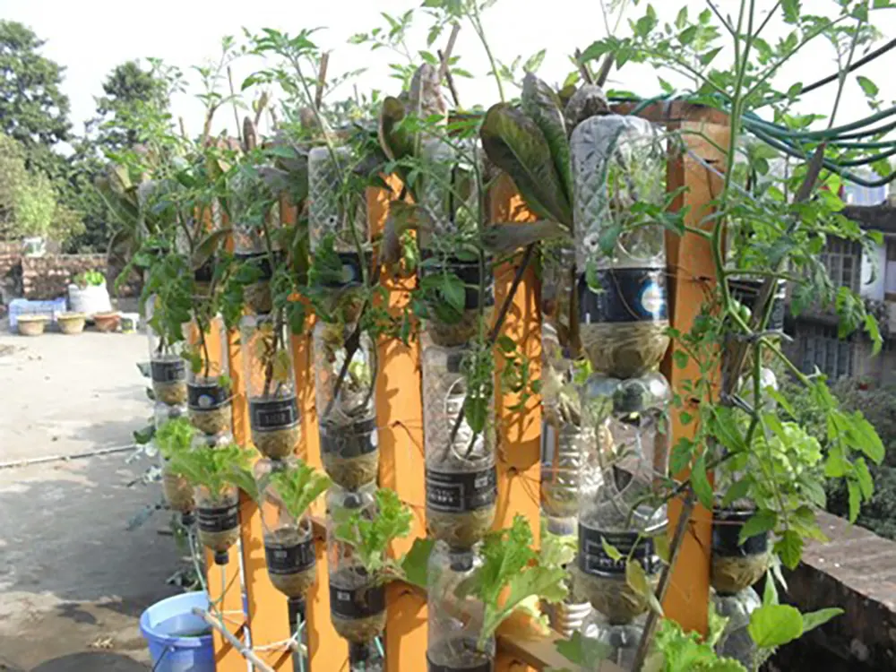 vertical aquaponic gardening