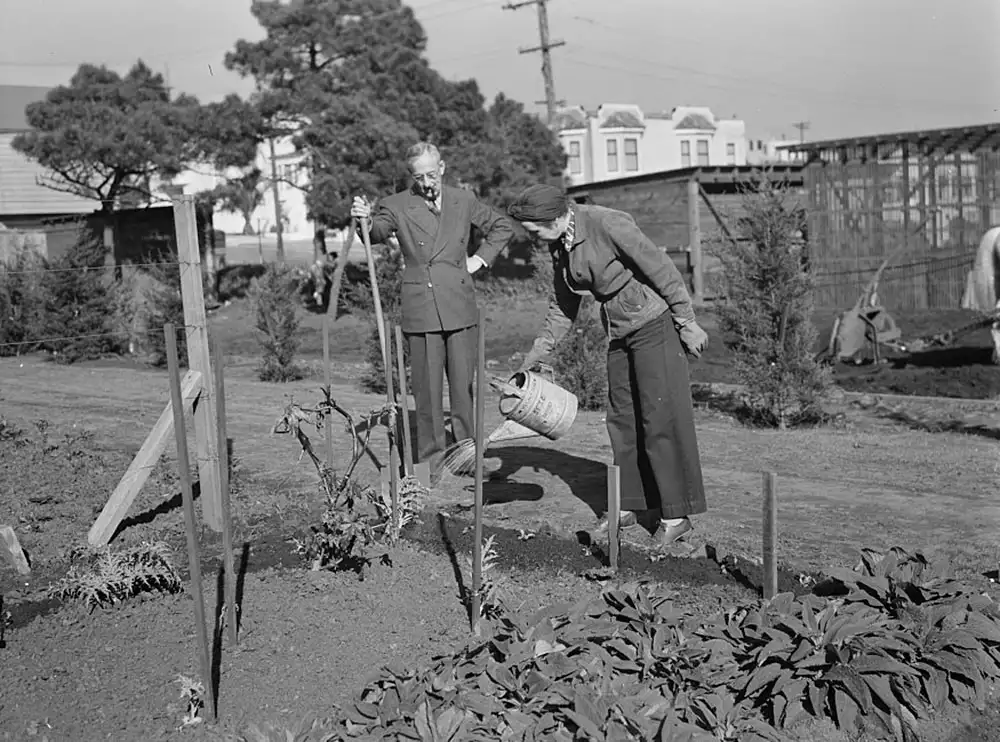 Watering a victory garden